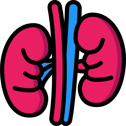 Kidney Function