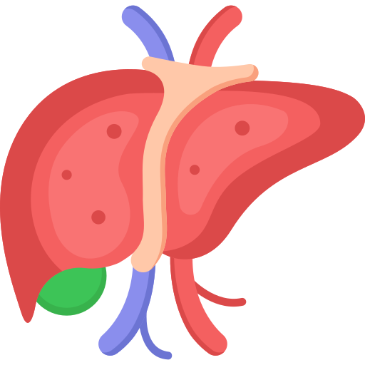 Liver Function